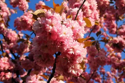 Pink blooming trees in spring Foto stock