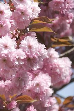 Pink blooming trees when spring comes Stock Photos