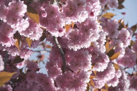 Pink blooming trees when spring comes Stock Photos