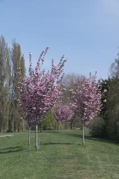 Pink blooming trees when spring comes Stock Photos
