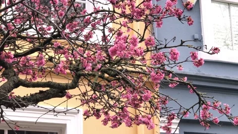 Pink bloosom flower tree on the wind 2021 스톡 동영상 149274784