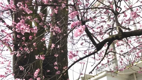 Pink bloosom flower tree on the wind 2021, cheery blossom 스톡 동영상 149278260