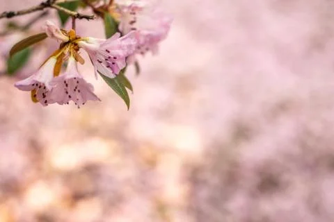 Pink Blossom Background Stock Photos