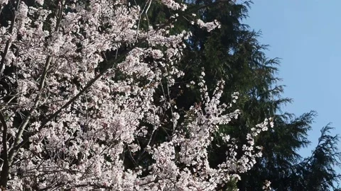 Pink Blossom Blowing In The Wind On A Tree Stock Footage 150821272