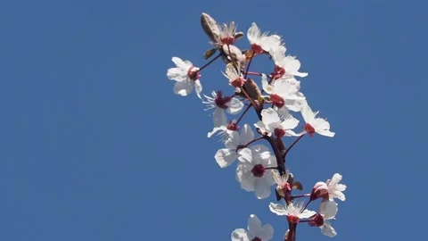 Pink Blossom Blowing In The Wind On A Tree Stock Footage 150821366