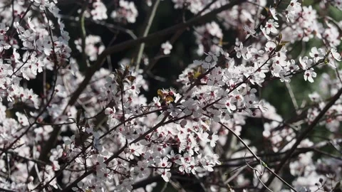 Pink Blossom Blowing In The Wind On A Tree 動画素材 150821469