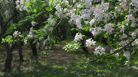 Pink blossom branches of an apple tree with garden tree lines 스톡 동영상 39449677