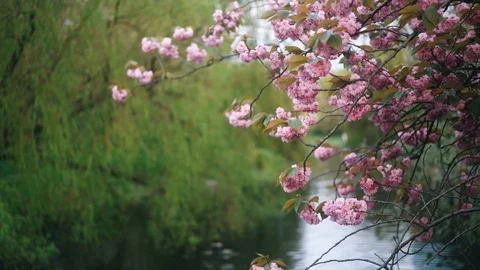 Pink blossom on branches dancing in the wind in 4K Stock Footage 97893019