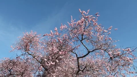 Pink Blossom on Cherry trees Video stock 172094759