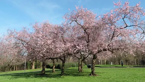 Pink Blossom on Cherry trees Stock Footage 172094778
