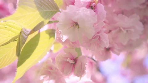 Pink blossom close up with soft focus Stock Footage 159353642