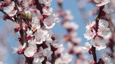 Pink blossom Video stock 2796685