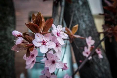 Pink Blossom Stock Photos