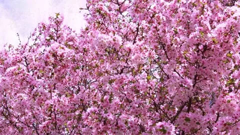 Pink Blossom - Spring Stock Footage 185907301