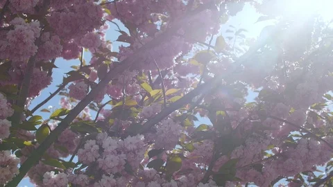 Pink blossom in a sun flare Stock Footage