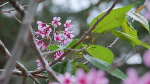 Pink blossom tree also called wild himalayan cherry flowers Video stock 148970102