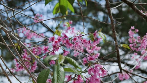 Pink blossom tree also called wild himalayan cherry flowers Video stock 148970127