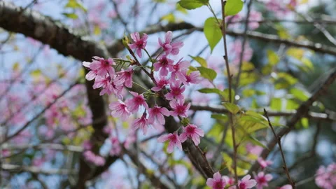 Pink blossom tree also called wild himalayan cherry flowers Video stock 148970239