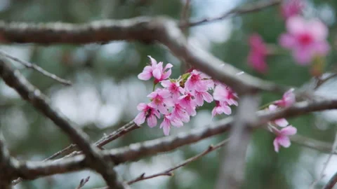 Pink blossom tree also called wild himalayan cherry flowers Video stock 148970287