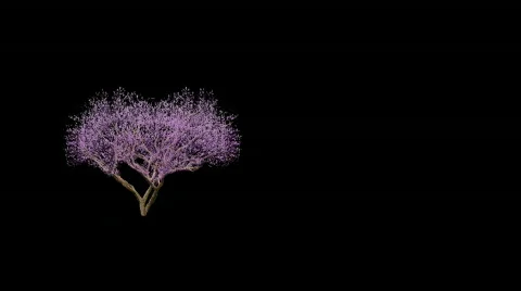 Pink blossom tree composite Stock-Footage 92987