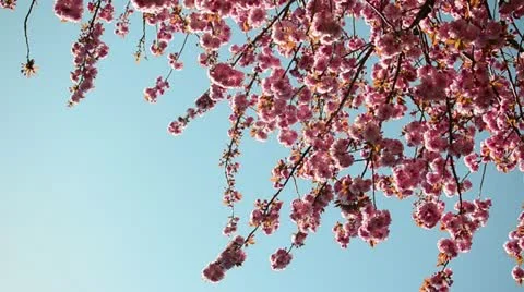 Pink Blossom Tree Stock Footage 10887499
