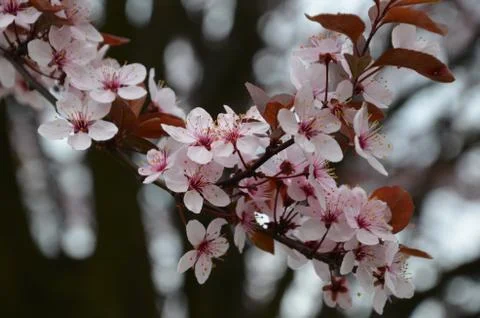 Pink blossom tree Stock Photos