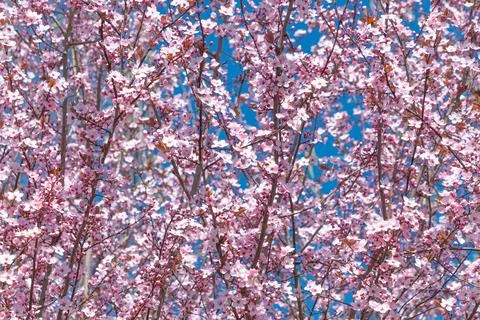 Pink blossom tree. Spring bloom. Warm atmosphere. Stock Photos
