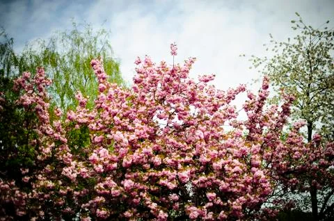 Pink Blossom Tree in Springtime Foto stock