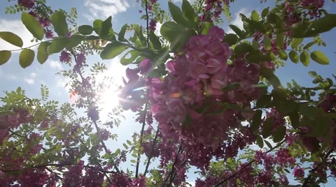 Pink blossom tree in the sun Stock Footage 50399744