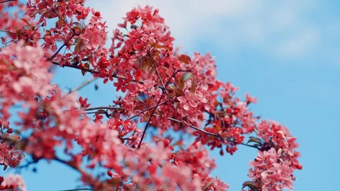 Pink Blossom on Tree Waving in the Wind Stock Footage 129276105
