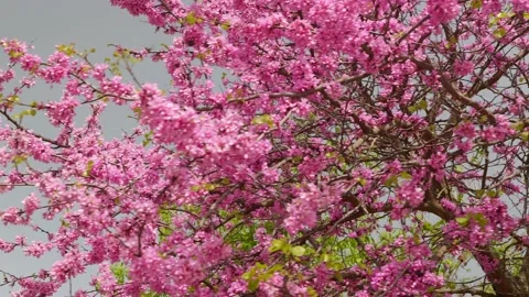 Pink blossom trees and bees in spring Stock Footage 221933765