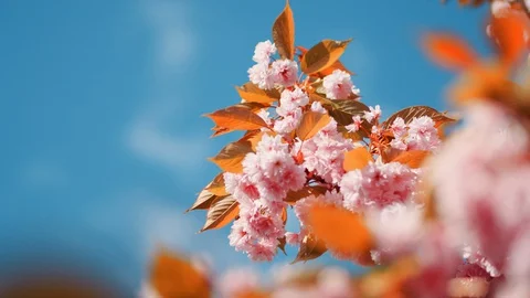 Pink Blossom Waving in the Wind Video stock 129277482