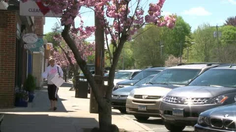 Pink blossomed trees lining the sidewalk (1 of 4) Stock Footage 10774370