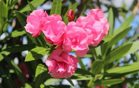 Pink blossoming oleander Stock Photos
