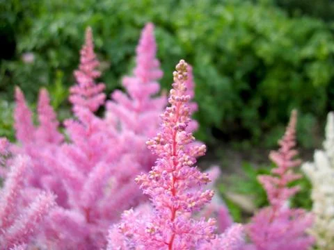 Pink blossoming Stock Photos