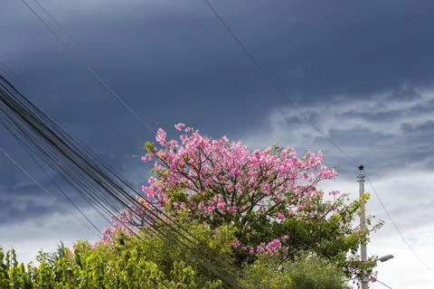 Pink Blossoming Tree Beneath Dramatic Storm Clouds and Utility Lines Stockfoto's