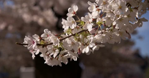Pink Blossoming tree during spring in the city of Helmond close up Stock Footage 127060761