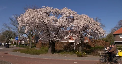 Pink Blossoming tree in Helmond, Netherlands with cyclists Stock Footage 127061153