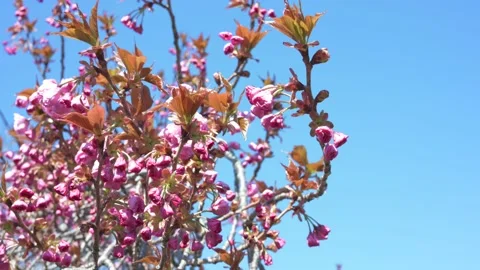 Pink Blossoming Tree in Wind Stock Footage 184225932