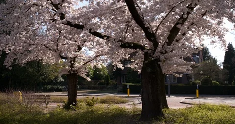 Pink blossoming trees showing during spring in the Netherlands Stock Footage 127060322