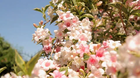Pink blossoms and bees Stock Footage 33878166