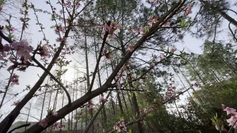 Pink Blossoms And Willow Branches Against Sky 01 Stock Footage 346262602