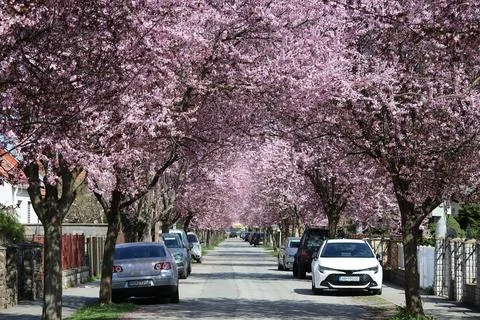 Pink blossoms blanket a tree-lined street Stock Photos