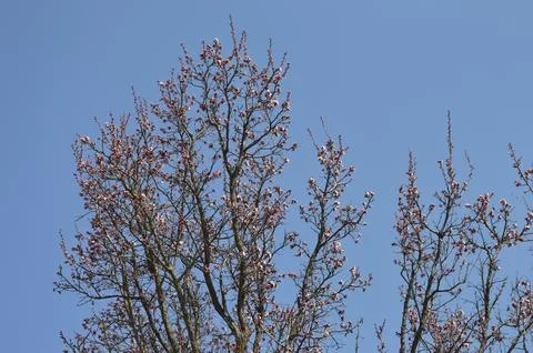 Pink blossoms bloom on tree branches under clear blue sky during spring season Stock Photos