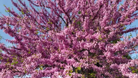 Pink blossoms on a blooming cherry tree in a park in spring season. Beautiful Stock Footage 218997050