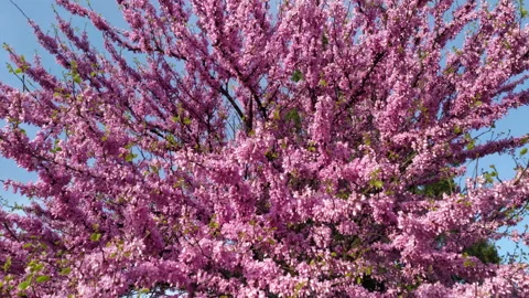 Pink blossoms on a blooming cherry tree in a park in spring season. Beautiful Stock Footage 218998062