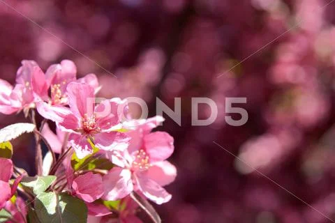 Pink blossoms on a blurry background Stock Photos