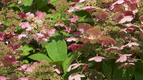 Pink blossoms on bush with some insects Stockbeeldmateriaal 166314290