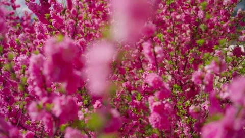 Pink blossoms dance in sunlight with soft blur effect Stock-Footage 331998130