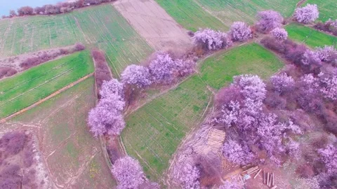Pink blossoms dot agricultural fields in the chinese countryside Stock Footage 312302845